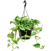 84266 epipremnum aureum zaves prumer 20 cm