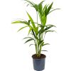 84326 howea kentia forsteriana prumer 17 cm