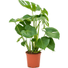 84338 monstera deliciosa prumer 19 cm