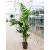 84362 howea kentia forsteriana prumer 27 cm