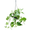84374 epipremnum aureum zaves prumer 17 cm
