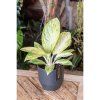 Aglaonema Arctic Lime 12Ø 30c