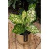 Aglaonema Ivory Jade 12Ø 30cm1
