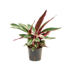 86095 calathea triostar prumer 13 cm hydroponie