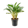 86257 aglaonema amazon silver prumer 19 cm