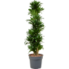 86293 dracaena fragrans compacta prumer 34 cm