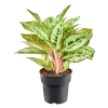 86311 aglaonema chartreuse pretty prumer 19 cm