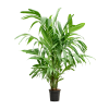86320 areca triandra prumer 24 cm