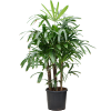 87293 rhapis excelsa prumer 32 cm