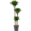 87296 dracaena fragrans compacta prumer 24 cm