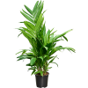 87413 areca triandra prumer 21 cm