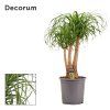 87437 beaucarnea prumer 27 cm