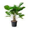 87473 licuala grandis prumer 30 cm