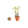 Gardners