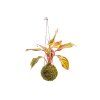 Kokedama Aglaonema Crete Flame (M)
