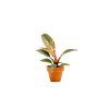 Philodendron Pink Bikini, průměr 6 cm