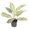 90752 aglaonema aqua green prumer 12 cm
