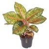 90758 aglaonema carnival queen prumer 19 cm