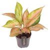 90770 aglaonema guave pink prumer 12 cm