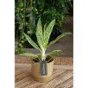 90779 1 aglaonema matcha lemon prumer 12 cm
