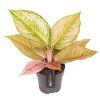 90782 aglaonema pastella prumer 12 cm