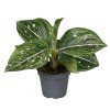90800 aglaonema toms pride prumer 6 cm