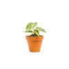 Anthurium Silver Blush, průměr 12 cm