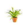 Asplenium Gioia, průměr 12 cm