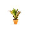 Codiaeum Petra, průměr 6 cm