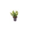 Epipremnum pinnatum Marble Variegata, průměr 12 cm  Šplhavník, Šplhavnice zlatá