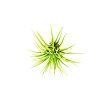 91 1 tillandsia ionantha green