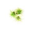 91 2 tillandsia ionantha green