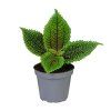 Pilea mollis Moon Valley, průměr 6 cm