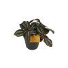 Pilea Norfolk, průměr 12 cm
