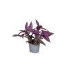 Strobilanthes Dyeriana, průměr 13 cm  Strobilantes