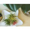 9113 tillandsia ionantha yellow