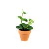 Gardners.cz Peperomia hope, průměr 6cm