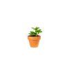 Gardners.cz Peperomia hope, průměr 6cm