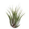 91 tillandsia ionantha green