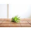 91 tillandsia ionantha green