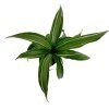 Dracaena fragrans mix, průměr 6 cm  Dracéna vonná, dračinec