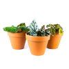 Begonia rex mix, průměr 6 cm  Begónie, andělská křídla