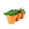 Begonia rex mix, průměr 6 cm  Begónie, andělská křídla