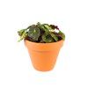 Begonia rex mix, průměr 6 cm  Begónie, andělská křídla