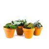 Begonia rex mix, průměr 6 cm  Begónie, andělská křídla