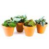 Begonia rex mix, průměr 6 cm  Begónie, andělská křídla
