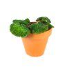 Begonia rex mix, průměr 6 cm  Begónie, andělská křídla