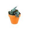 Begonia rex mix, průměr 6 cm  Begónie, andělská křídla