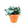 Begonia rex mix, průměr 6 cm  Begónie, andělská křídla