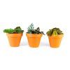 Begonia rex mix, průměr 6 cm  Begónie, andělská křídla
